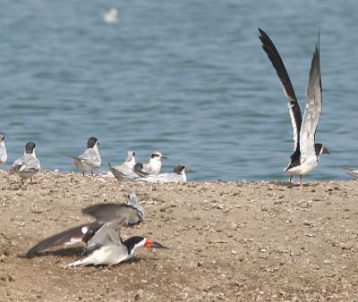 Black Skimmers readying for flight