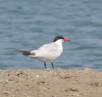Caspian Tern,juvenile