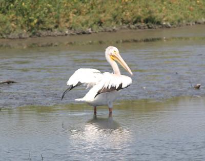 American White Pelican,juvenile drying his wings