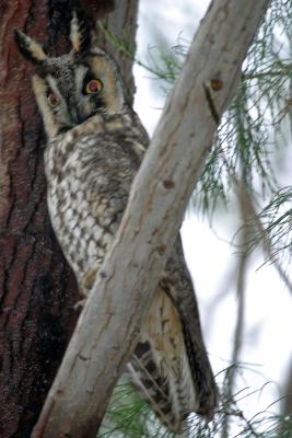 Long-eared Owl