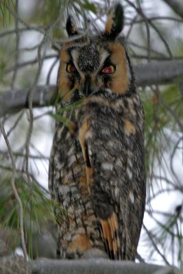 Long-eared Owls