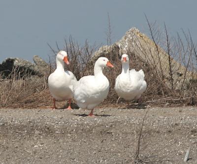 Domestic Geese