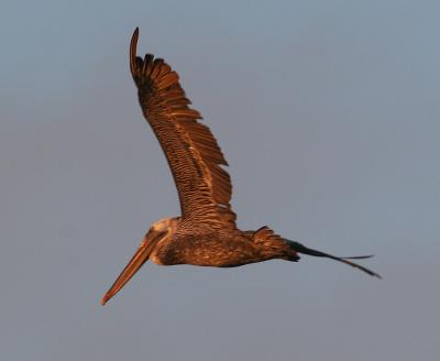 Brown Pelican at sunset 1