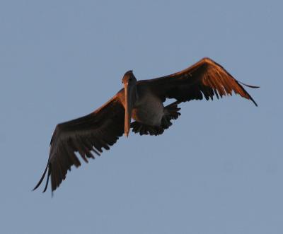 Brown Pelican at sunset 2