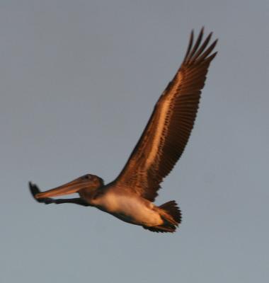 Brown Pelican at sunset 3