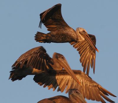 Brown Pelicans at sunset 4