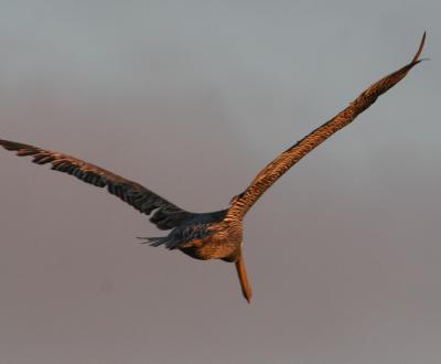 Brown Pelican at sunset 7