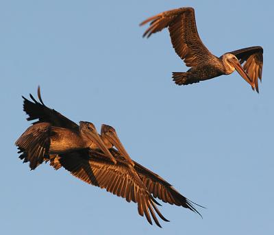 Brown Pelicans at sunset 6