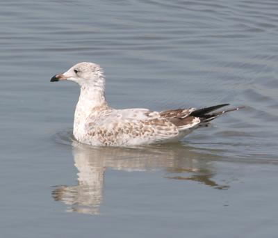 Ring-necked gull ,first winter