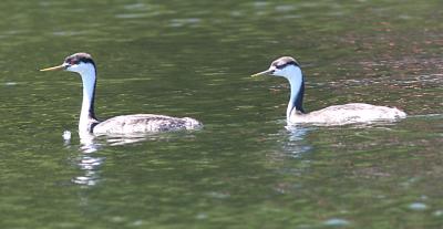 Western Grebes