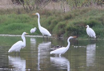 Great Egrets,adults and juveniles