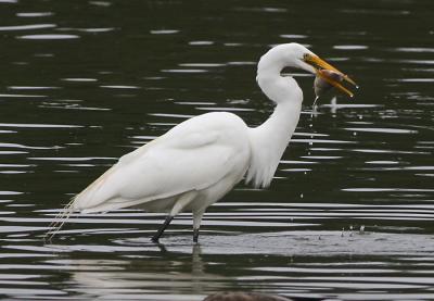 Great Egret fishing