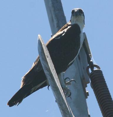 Osprey