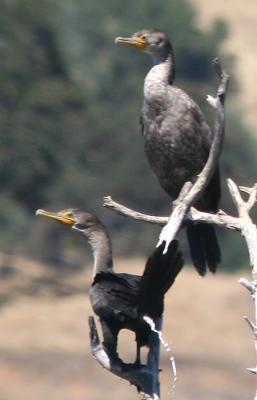 Double-crested Cormorants