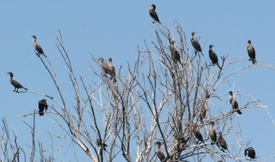 Double-crested Cormorants in a tree