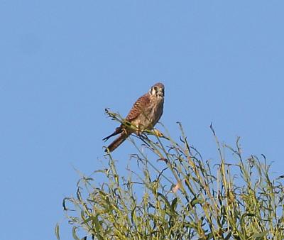 American Kestral,female