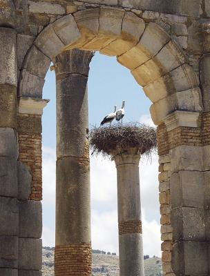 White Storks nesting on a Roman ruin