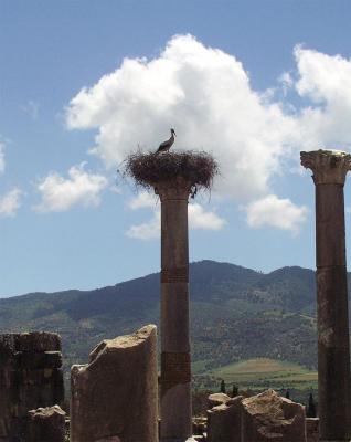 White Stork on a Roman ruin