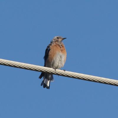 Western Bluebird,juvenile male