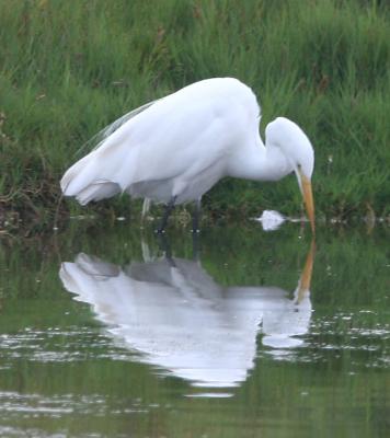 Great Egret looking in the mirror