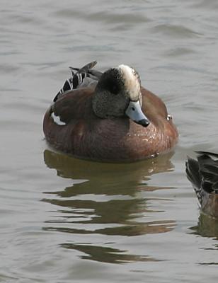 American Wigeon,male in breeding plumage