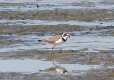 Semi-palmated Plover