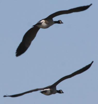 Canada Geese on the wing