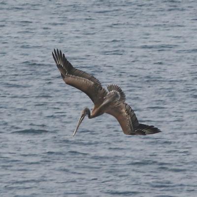 Brown Pelican diving for food