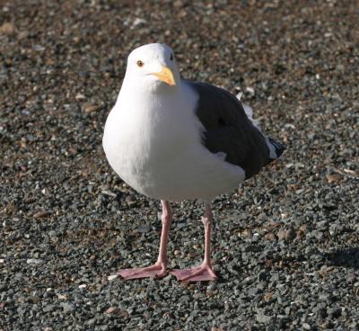 Western Gull