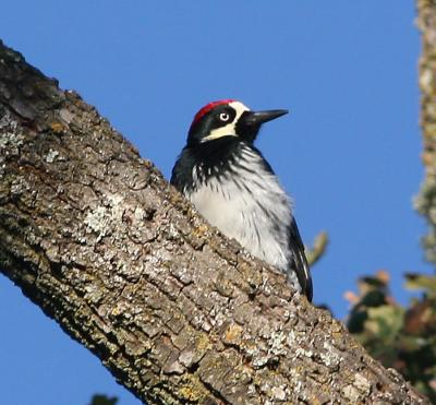 Acorn Woodpecker