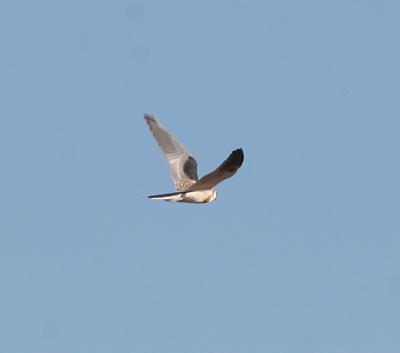 v3/03/534603/3/50384186.IMG_8127_edited.jpg