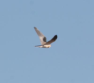 White-tailed Kite,juvenile in flight