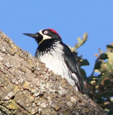 Acorn Woodpecker