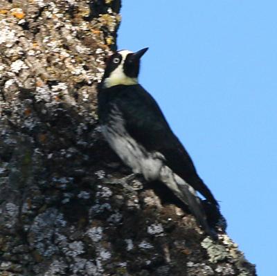 Acorn Woodpecker