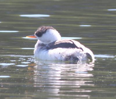 Western Grebe,juvenile