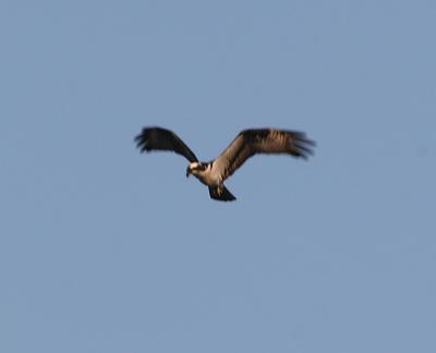 Osprey,juvenile hovering