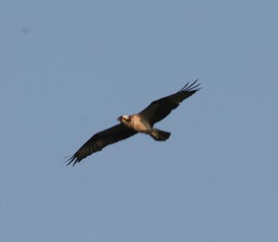 Osprey,juvenile