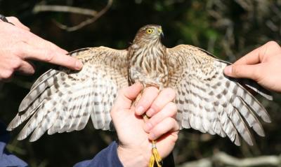 Sharp-shinned Hawk,juvenile