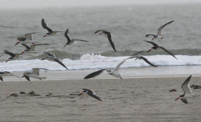 Black Skimmer flock in flight