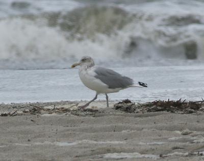 Great Black-backed gull,third winter