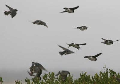 Tree Swallows in flight