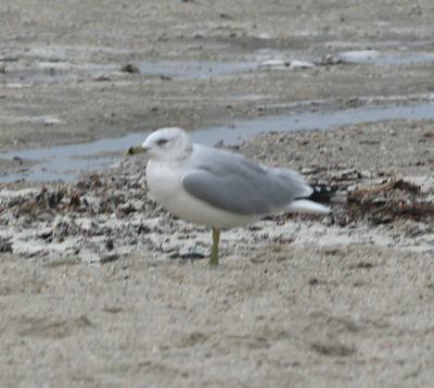 Ring-billed Gull