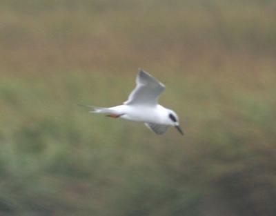 Forster.s Tern.adult nonbreeding on the wing