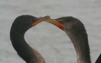 Double-crested Cormorants