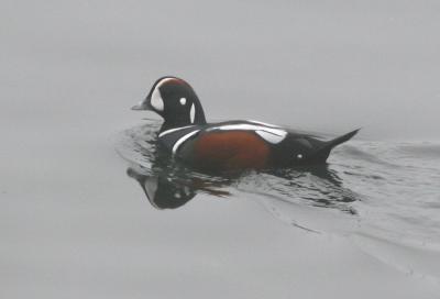 Harlequin Duck,male