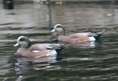 American Wigeon,pair of males in breeding plumage