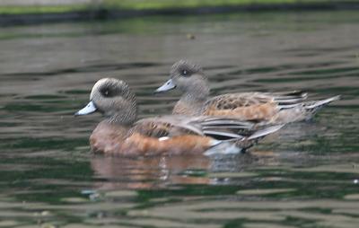 American Wigeon,male female pair in nonbreeding plumage