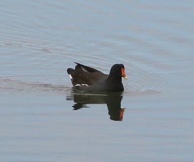 Common Moorhen,adult breeding plumage