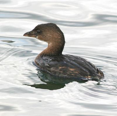 Pied-billed Grebe,nonbreeding backlit