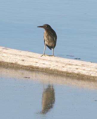 Green Heron,first year